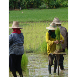 Vermicelles bio au riz thaï rouge Autour du Riz
