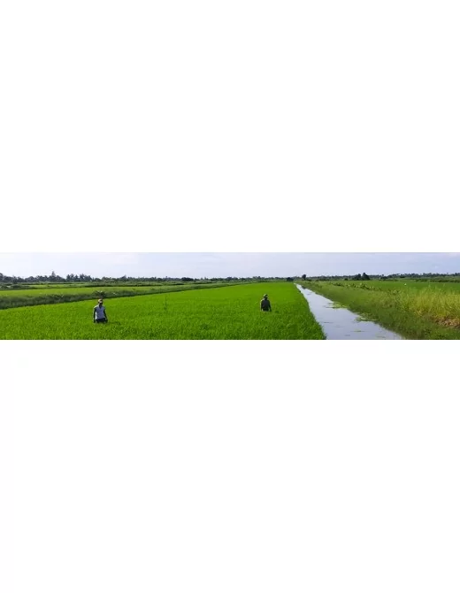 Feuilles de riz bio du Mékong